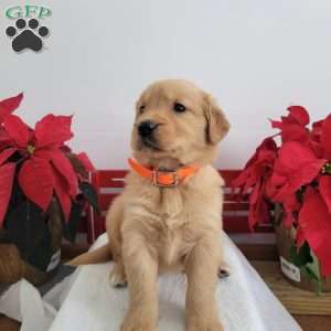 Callie, Golden Retriever Puppy