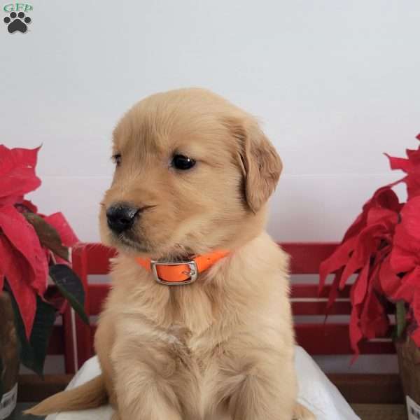 Callie, Golden Retriever Puppy