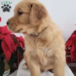 Carl, Golden Retriever Puppy