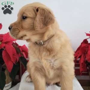 Carl, Golden Retriever Puppy
