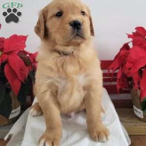 Carl, Golden Retriever Puppy
