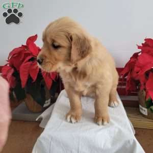 Carl, Golden Retriever Puppy