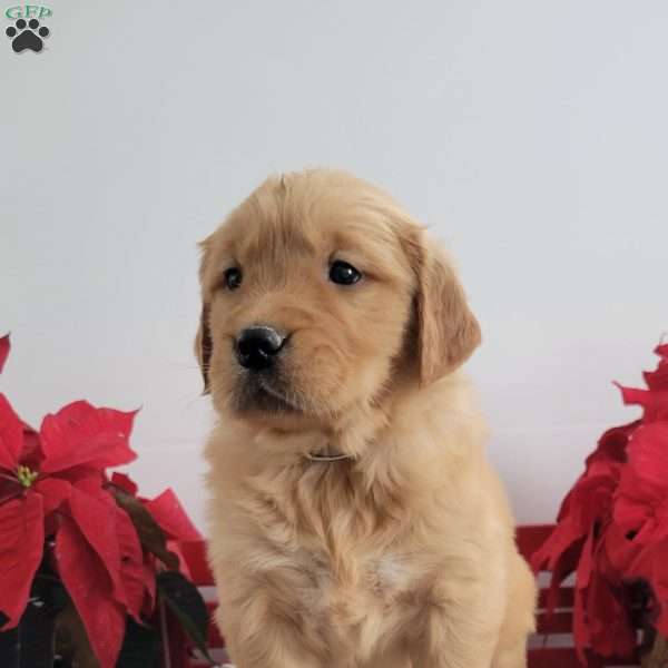 Carl, Golden Retriever Puppy