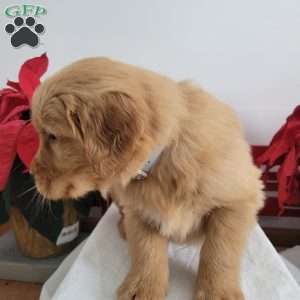 Casper, Golden Retriever Puppy