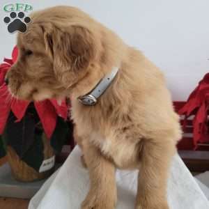 Casper, Golden Retriever Puppy