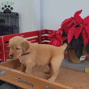 Candy, Golden Retriever Puppy