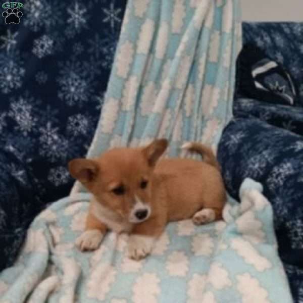 Teddy, Pembroke Welsh Corgi Puppy
