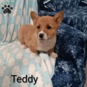 Teddy, Pembroke Welsh Corgi Puppy