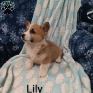Lily, Pembroke Welsh Corgi Puppy