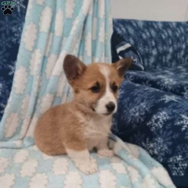 Lily, Pembroke Welsh Corgi Puppy