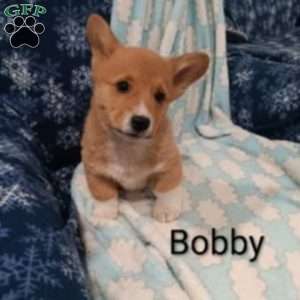 Bobby, Pembroke Welsh Corgi Puppy
