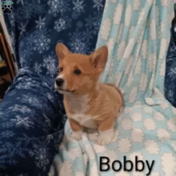 Bobby, Pembroke Welsh Corgi Puppy