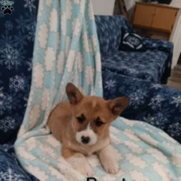 Buster, Pembroke Welsh Corgi Puppy