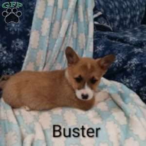 Buster, Pembroke Welsh Corgi Puppy
