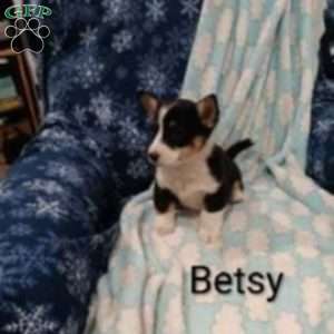 Betsy, Pembroke Welsh Corgi Puppy