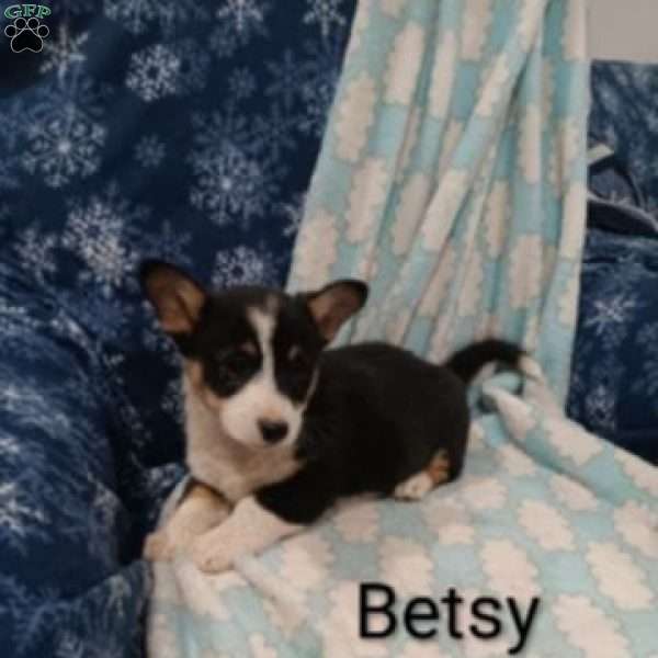 Betsy, Pembroke Welsh Corgi Puppy