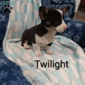 Twilight, Welsh Corgi Mix Puppy