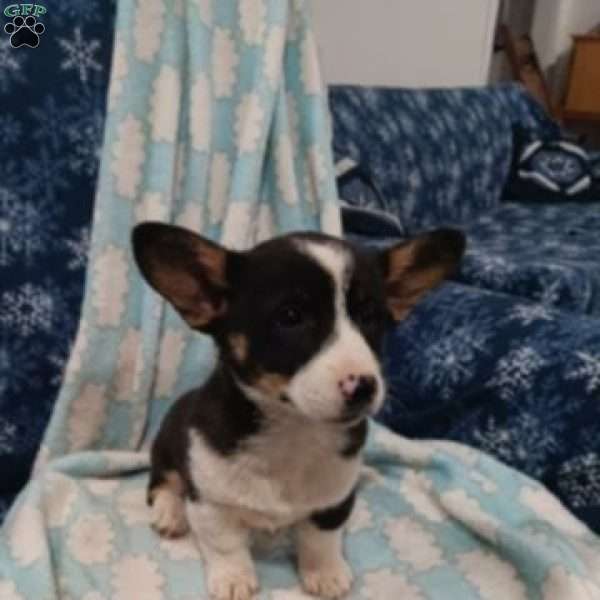 Twilight, Welsh Corgi Mix Puppy