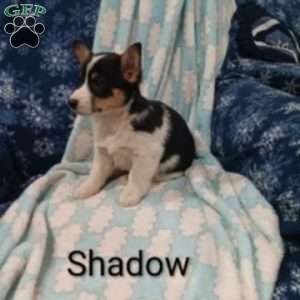 Shadow, Welsh Corgi Mix Puppy