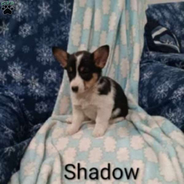 Shadow, Welsh Corgi Mix Puppy