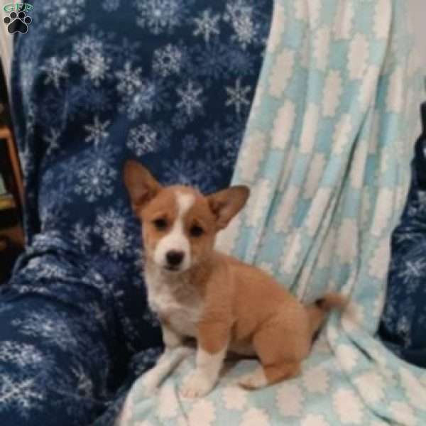 Dandelion, Welsh Corgi Mix Puppy