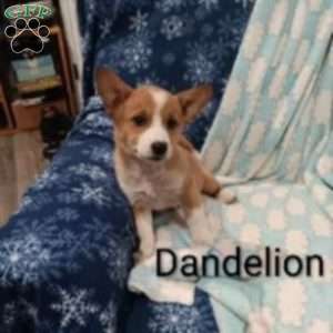 Dandelion, Welsh Corgi Mix Puppy