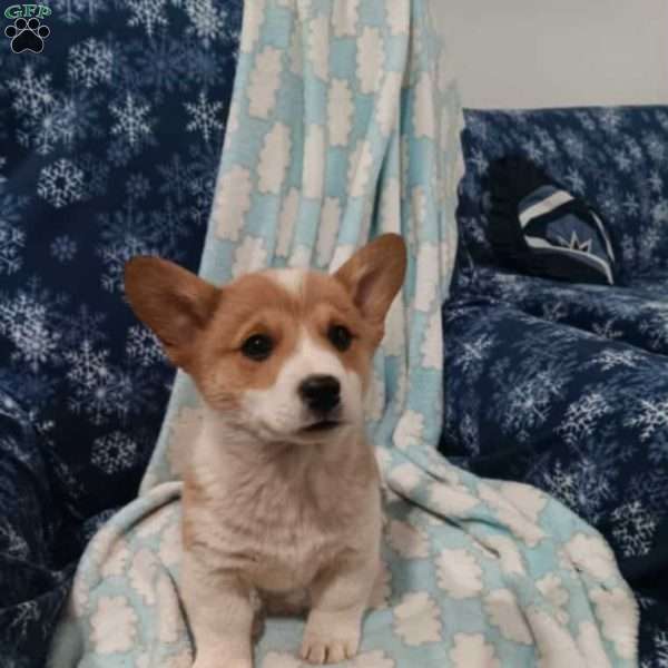 Fluffy, Welsh Corgi Mix Puppy