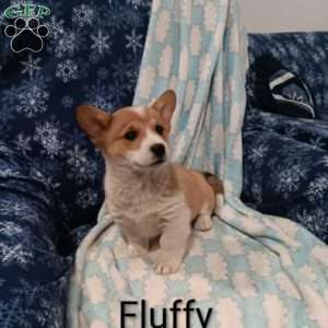 Fluffy, Welsh Corgi Mix Puppy