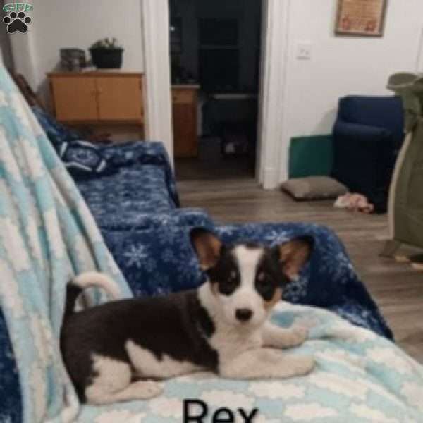 Rex, Welsh Corgi Mix Puppy