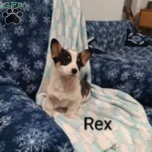 Rex, Welsh Corgi Mix Puppy