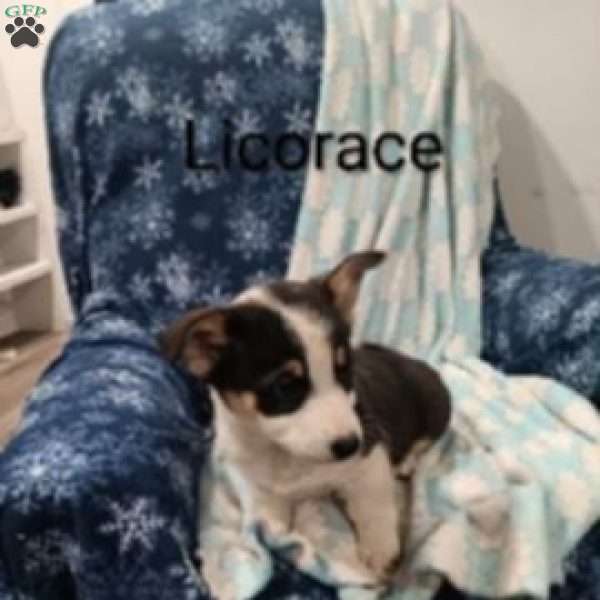 Licorice, Welsh Corgi Mix Puppy