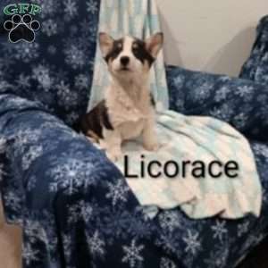 Licorice, Welsh Corgi Mix Puppy