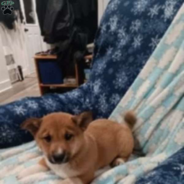 Twinkle, Pembroke Welsh Corgi Puppy