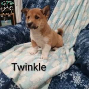 Twinkle, Pembroke Welsh Corgi Puppy