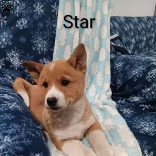 Star, Pembroke Welsh Corgi Puppy