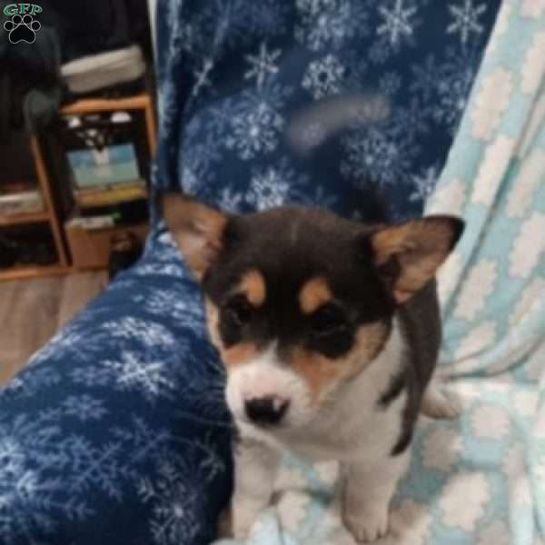 Moonlight, Pembroke Welsh Corgi Puppy