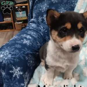Moonlight, Pembroke Welsh Corgi Puppy
