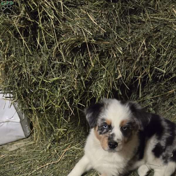 Flame, Australian Shepherd Puppy