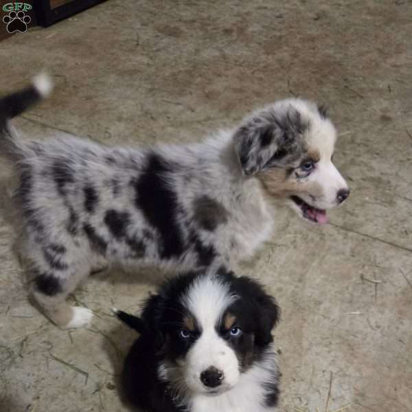 Gater, Australian Shepherd Puppy