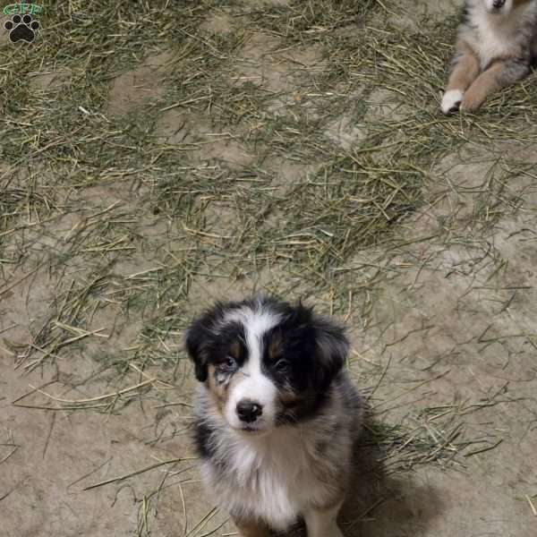 Galin, Australian Shepherd Puppy