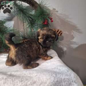 Rena, Shih Tzu Puppy