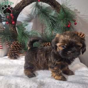 Rena, Shih Tzu Puppy