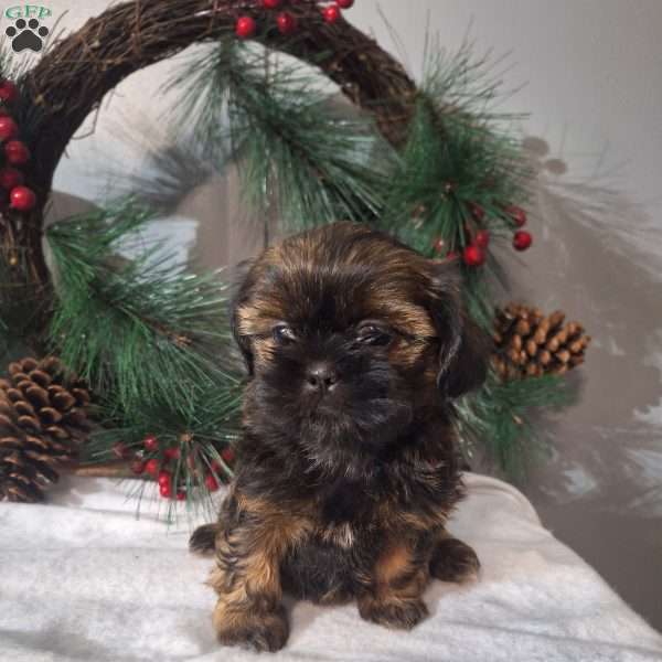 Rena, Shih Tzu Puppy