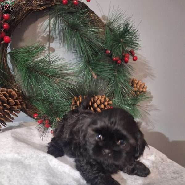 Rocky, Shih Tzu Puppy