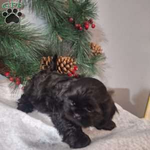 Rocky, Shih Tzu Puppy