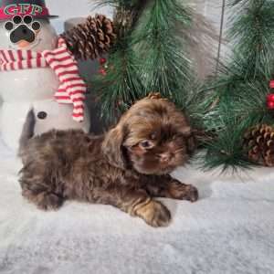 Rosie, Shih Tzu Puppy