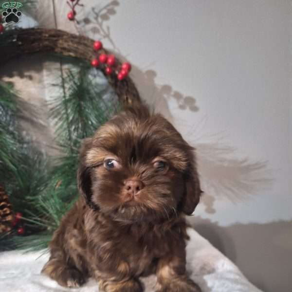 Rosie, Shih Tzu Puppy