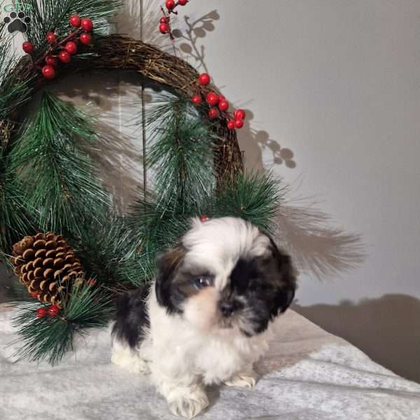Ronnie, Shih Tzu Puppy