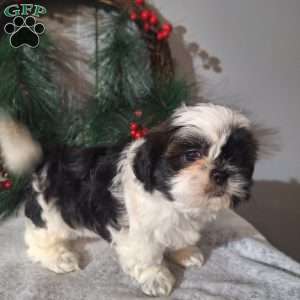 Ronnie, Shih Tzu Puppy
