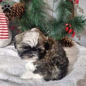 Romeo, Shih Tzu Puppy